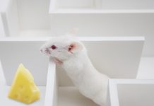 Hey! ... Over Here! ... We Found The Cheese!