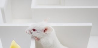 Hey! ... Over Here! ... We Found The Cheese!